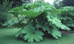 Gunnera_manicata