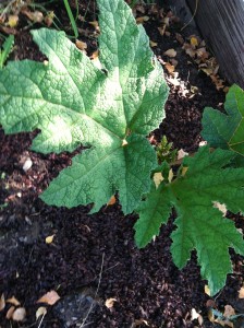Gunnera (Giant Rhubarb) --Photo by K. L. Zolnoski