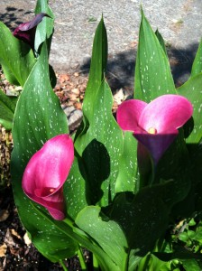 Calla Lilies --photo by K. L. Zolnoski