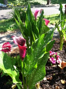Calla Lilies --Photo by K. L. Zolnoski