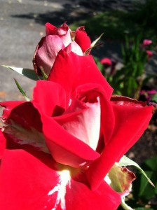 Love --photo by K. L. Zolnoski