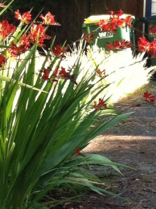 Hummingbird in Crocosima
