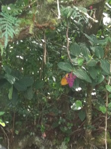 Random Flora, Maui