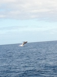 Breaching Whale