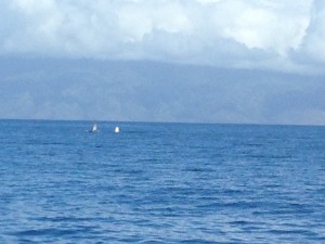 Mama and baby whales