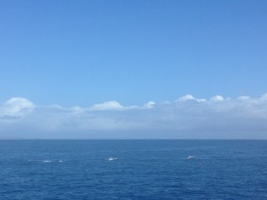 More Whales