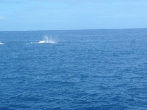 whales