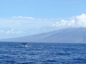 Whale Tale