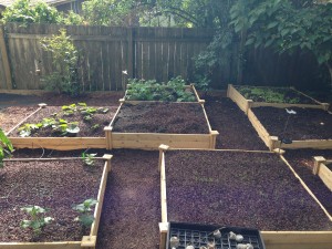 Growing Garden