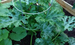 Vertical gardening