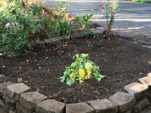 Saving a plant overnight for tomorrow's planting