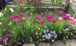 Spring Tulips