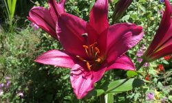 Purple Prince Lily